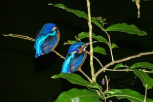 キナバル自然公園の鳥